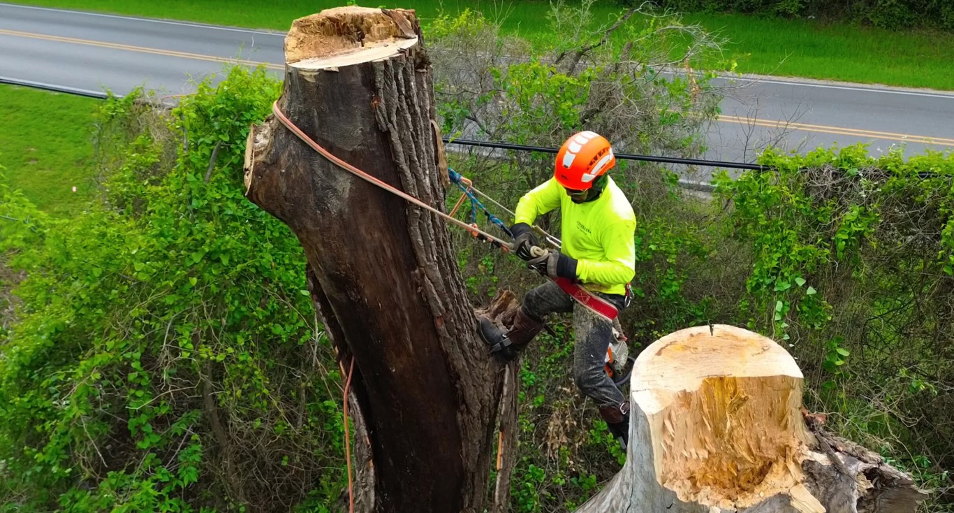 Arborist Consulting services in The Villages, Florida