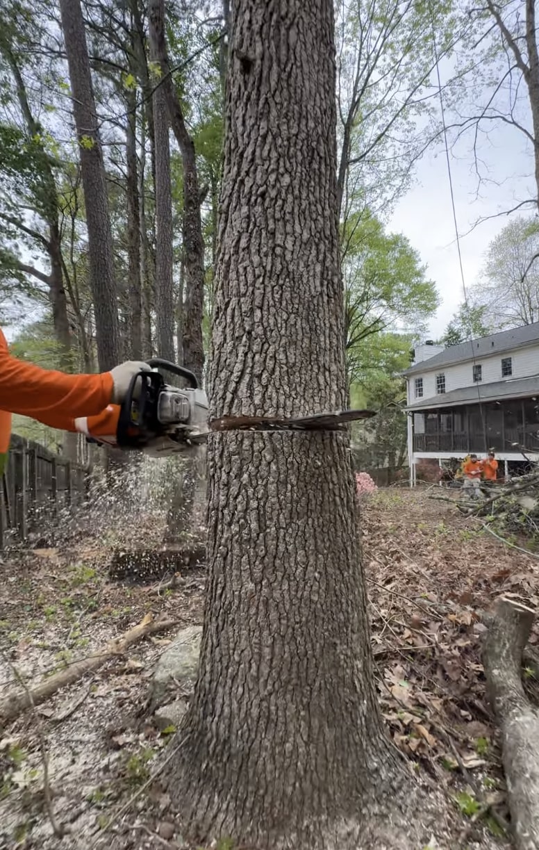 Professional arborist using chainsaw for precise tree cutting near residential home Professional arborist using chainsaw for precise tree cutting near residential home