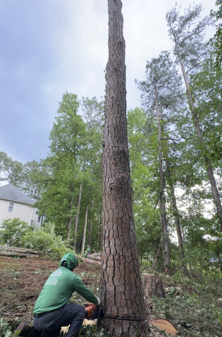 Professional tree removal service in The Villages FL with certified arborist using chainsaw Professional tree removal service in The Villages FL with certified arborist using chainsaw